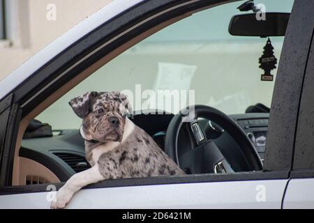 chien solitaire attendant à l'intérieur d'une voiture à miami north beach Banque D'Images