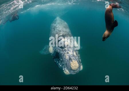 Baleine noire méridionale, Eubalaena australis, veau et lion de mer sud-américain curieux, golfe de Nuevo, péninsule de Valdes, site classé au patrimoine mondial de l'UNESCO, Argen Banque D'Images