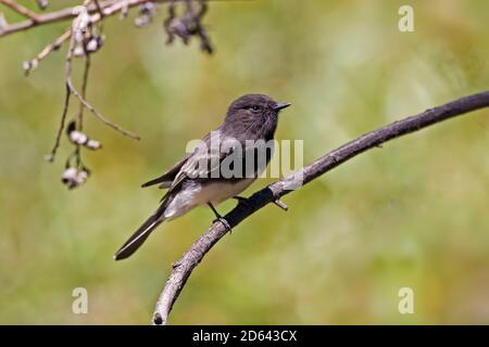 Un Phoebe noir, Sayornis nigricans, perché sur la branche Banque D'Images