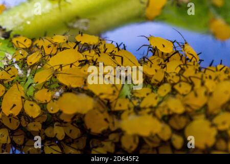 Gros plan macro de minuscules pucerons sur tige feuille jaune Banque D'Images