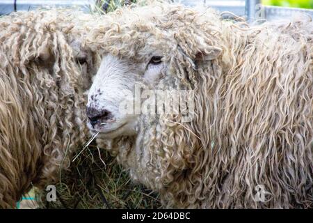 Vue de deux Grayface Dartmoor est une race rare de moutons domestiques Banque D'Images