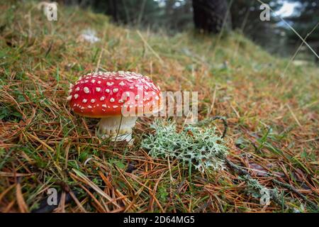 Amanita muscaria: Ces champignons rouges sont très toxiques. Banque D'Images