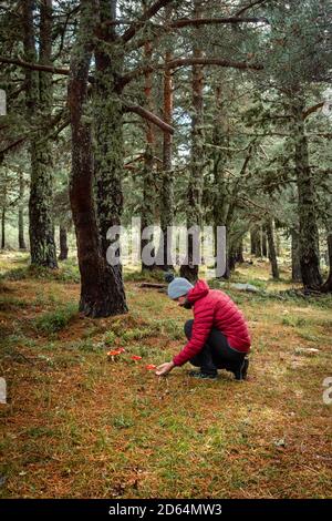 Un homme cueille des champignons dans les bois lors d'un après-midi d'automne froid. Banque D'Images