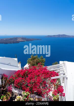 Bougainvillea aux couleurs vives avec des bâtiments traditionnels blancs et une église typique en forme de dôme à Oia, Santorin, Grèce. Format portrait Banque D'Images