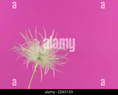 Gros plan de la tête de fleur décolorée d'un pasqueflower isolé sur rose Banque D'Images