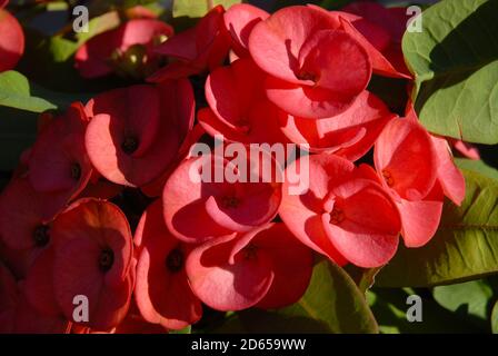 Fleurs rouges de l'Euphorbia milii, couronne des Thorns Banque D'Images