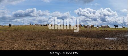 panorama d'un paysage avec une prairie jaune sur un colline et un troupeau de vaches contre un nuage rempli Ciel en été à Cornwall Angleterre Royaume-Uni Banque D'Images