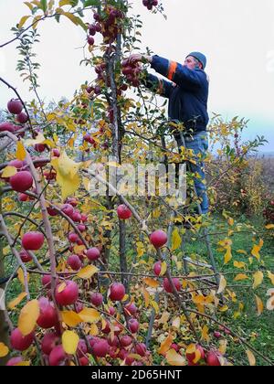 Récolte. Un homme senior descend des pommes debout sur un escalier dans le jardin à la fin de l'automne Banque D'Images