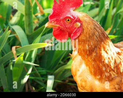 Gros plan sur la tête d'une poule à tête rouge vue du côté, dans la nature Banque D'Images