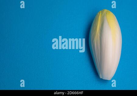 Chicorée, endive, succession. Légume Witlof. Chicorée fraîche sur fond bleu. Banque D'Images