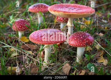 Champignons sauvages Amanita. Champignons amanita muscaria rouges poussant dans la nature. Banque D'Images