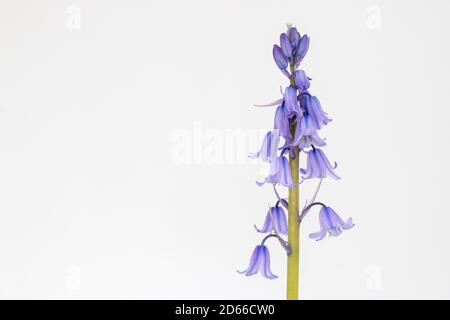 Gros plan d'un Bluebell espagnol (jacinthoides hispanica) avec espace pour le texte Banque D'Images