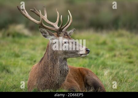 Portrait en gros plan d'un jeune cerf rouge se détendre sur l'herbe et regarder vers la droite dans l'espace de copie Banque D'Images