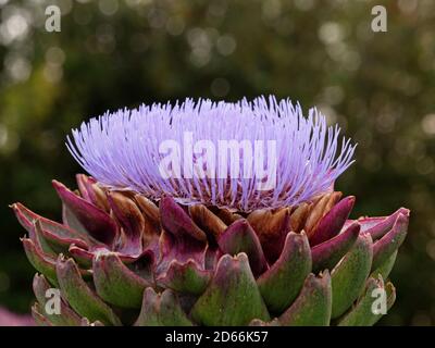 Gros plan d'un artichaut à fleurs, bouton de fleur pourpre de l'artichaut à fleurs Cynara scolymus Banque D'Images