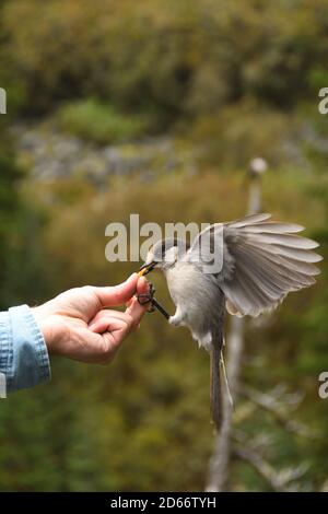 Gros plan sur le geai gris (Perisoreus obscurus) avec des ailes qui s'enjambent tout en étant nourri à la main au parc national du Mont Rainier dans l'État de Washington, dans le nord-ouest du Pacifique, aux États-Unis. Avec un arrière-plan flou. Banque D'Images