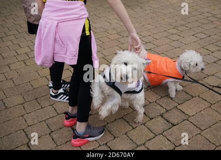 Les fans de Fylde Trixie et Bradley arrivent pour le match Banque D'Images