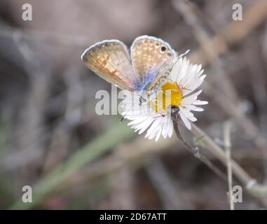 Papillon bleu marin à yeux de bonne valeur avec proboscis étendus sur le dessus de fleur jaune et blanche Banque D'Images