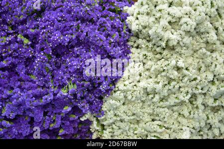 bouquet de petites fleurs pourpres et blanches à vendre dans le marché Banque D'Images
