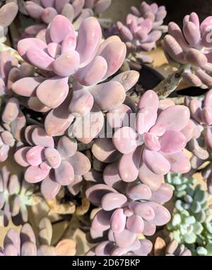 les petites plantes succulentes roses ressemblent à des fleurs qui fleurissent sous le soleil jour Banque D'Images