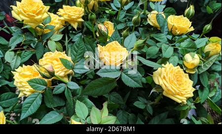 les roses jaunes fleurissent au milieu des feuilles vertes Banque D'Images