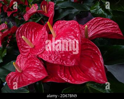 les fleurs d'anthurium rouges aux pétales montrent une veine détaillée sous la lumière léger Banque D'Images