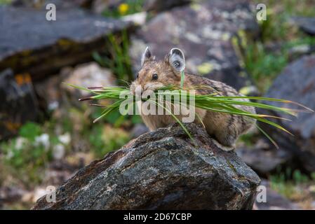 American Pika, rassemblement de végétation, montagnes Rocheuses, Colorado, États-Unis, par Bruce montagne/Dembinsky photo Assoc Banque D'Images