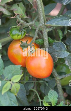 Détail de certaines tomates qui sont encore mûrissent et en croissance sur la plante de tomate au début de l'automne Banque D'Images