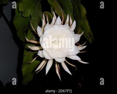 Gros plan de la belle fleur d'Epiphyllum oxypetalum sur une obscurité arrière-plan Banque D'Images