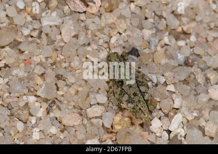 Pygmée Grasshopper, Paragettix sp., camouflage sur sable Banque D'Images