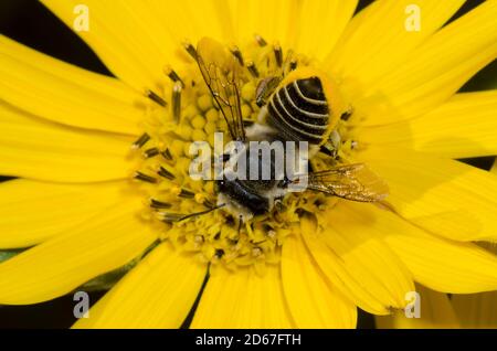 Pétulant feuille-Cutter abeille, Megachile pétulans, fourrageant sur le tournesol Maximilian, Helianthus maximiliani Banque D'Images
