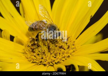 Abeille, APIs mellifera, fourrageant sur le tournesol Maximilian, Helianthus maximiliani Banque D'Images