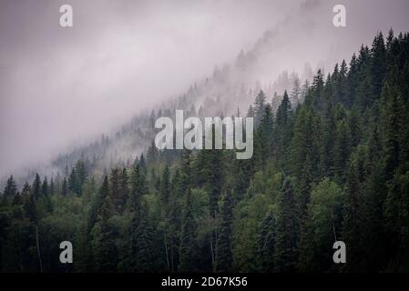 Brouillard matinal sur les arbres au Canada. Banque D'Images