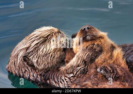 Mère loutre de mer tenant son bébé dans une étreinte tendre. Banque D'Images