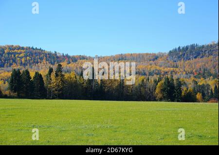 Collines d'automne ou d'or et de ververs avec de l'herbe verte en premier plan sur un ensoleillé day.in Ontario, Canada. Banque D'Images