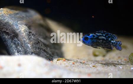 Mise au point sélective d'un cichlid à motifs bleus et noirs à l'intérieur d'un aquarium Banque D'Images