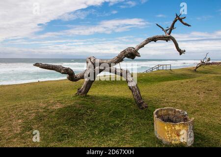 Arbre mort comme sculpture humaine sur le bord de l'herbe à la plage Banque D'Images
