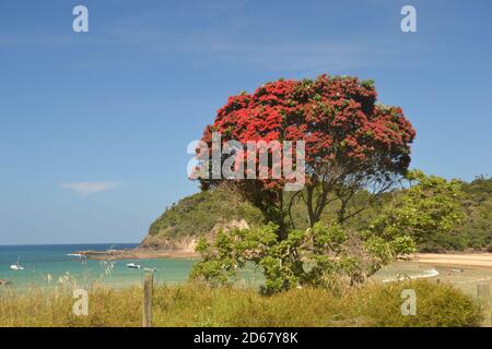 Arbre de Noël de Nouvelle-Zélande ou Metrosideros excelsa, Pohutukawa, Matapouri Beach, North Island, New Zealand Banque D'Images