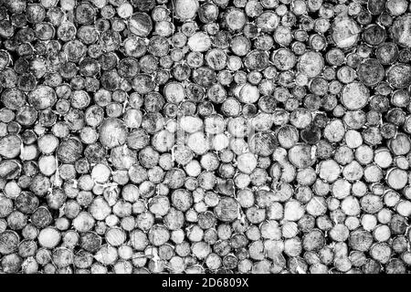L'arbre a un arrière-plan de souches. Morceaux de bois de teck stump arrière-plan. Souche ronde en bois de teck. Noir et blanc Banque D'Images