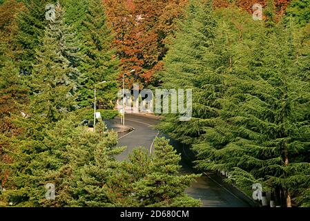 Vue aérienne de la route courbe vide au milieu du pin d'automne feuillage Banque D'Images