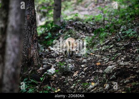 Un renard rouge marche à proximité des randonneurs dans une forêt en Roumanie. Beaucoup de renards dans la région restent près des gens pour obtenir de la nourriture. Auto-domestication des animaux sauvages. Banque D'Images