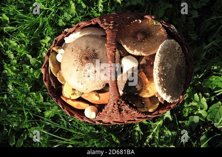 champignons comestibles tchèques de la forêt proche Banque D'Images