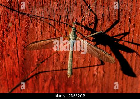 La mouche de grue est un nom commun se référant à n'importe quel membre de la famille des insectes Tipulidae, de l'ordre Diptera, Banque D'Images