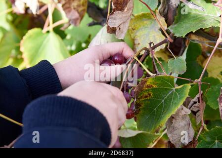 Les mains de la femme ont coupé des grappes de raisins violets mûrs avec un couteau, récolte d'automne. Banque D'Images