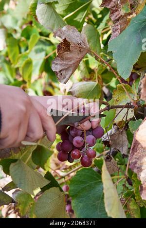 Les mains de la femme ont coupé des grappes de raisins violets mûrs avec un couteau, récolte d'automne. Banque D'Images