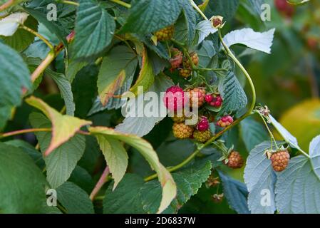 Framboises rouges et vertes sur une brousse, mûrissement des fruits en automne. Banque D'Images