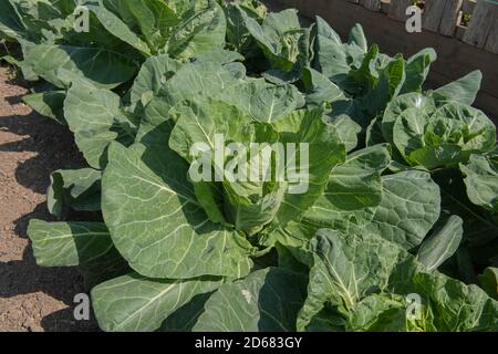 Home Grown Organic Cabbage 'April' (Brassica oleracea) cultiver sur un allotement dans un jardin de légumes dans le Devon rural, Angleterre, Royaume-Uni Banque D'Images