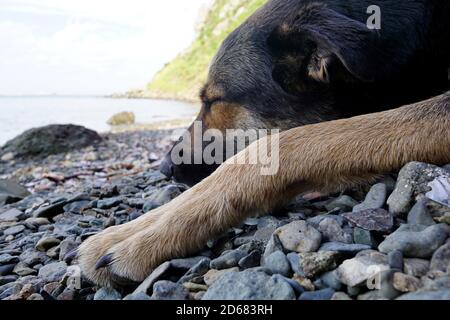 Beau jeune berger dormant sur une plage de galets à proximité une falaise Banque D'Images