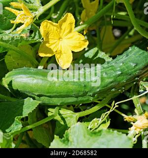 Concombres verts de gamme libre dans le jardin Banque D'Images