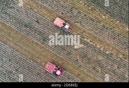 Pékin, province chinoise de Hebei. 14 octobre 2020. La photo aérienne montre des gens qui récoltent du coton dans le comté de Quzhou, dans la province de Hebei, au nord de la Chine, le 14 octobre 2020. Credit: Zhu Xudong/Xinhua/Alamy Live News Banque D'Images