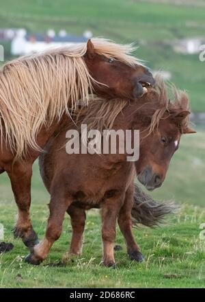 Islande les chevaux jouent au combat, Burra, Shetland Islands, Écosse, Royaume-Uni Banque D'Images